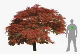 Acer Palmatum, Cad Drawing, Silhouettes, Presentation, - Acer Palmatum Png