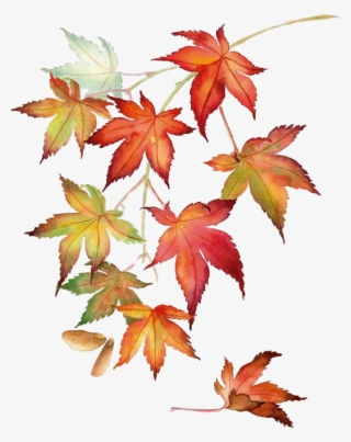 Wall Colour - Japanese Maple Watercolor