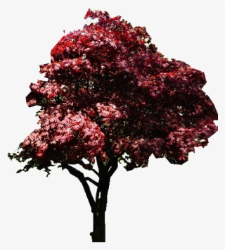 Photo Japanese Red Maple Tree Elaine Manley1 - Swamp Maple
