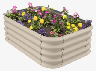 Garden Bed Hero Shot With Flowers - Chrysanths