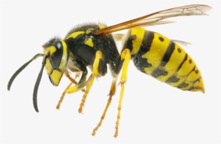 Yellow Jacket Wasp
