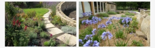 Garden Design Ideas For You And Your Garden - Agapanthus