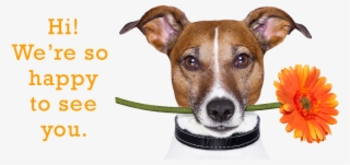 Don't Get Left Behind - Companion Dog