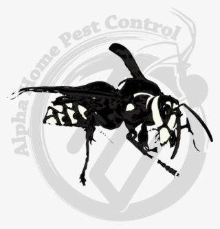 Bald Face Hornet Image Gallery - Illustration