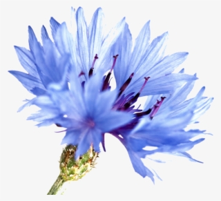 Uses In Natural Beauty And Skincare - Cornflower Watercolor