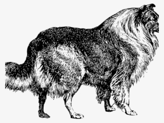 Border Collie Clipart Tribal - Rough Collie