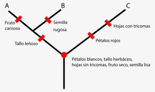 Ejemplo De Cladograma