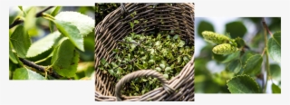 Birch Herbs Soley - Plantation