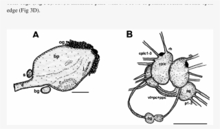 Trapania Safracornia , A, Camera Lucida Drawing Of - Insect