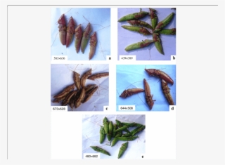 As Identified By Haya Ethnic Group - Limnephilidae