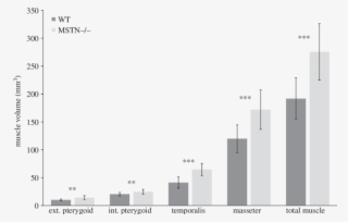 Bar Graph Plot Of Muscle Volumes For Mstn−/− And Wt - Diagram