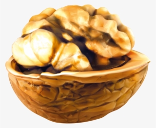 Walnut - Ceviz Vektör Png
