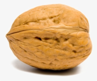 Walnut Transparent Images - Walnut In French