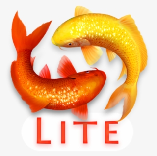 Koi Pond 3d Lite 4 - Syngnathiformes