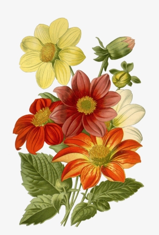 Botanical Drawing Flower Print Art - Spanish Calendar Of July