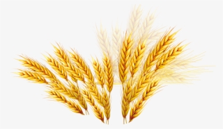 Vector Royalty Free Library Emmer Coupon Rice Wheat - 麦子