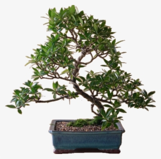 Bonsaitree Sticker - Sageretia Theezans