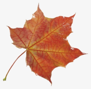10 Autumn Png Leaf Postimage - Hoja De Otoño Png