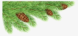 Pine Tree Branch Png