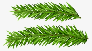 Free Png Pine Branches Set Png Images Transparent - Christmas Tree