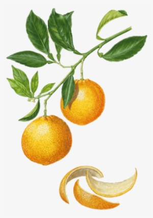 Sweet Orange - Citrus × Sinensis