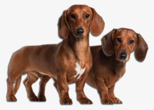Dachshund Image - Basset Hound Mixed With Wiener Dog