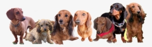 Dachshund