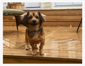 Jiffy Is A 2 Year Old, Long Haired Dachshund That Loves - Companion Dog