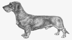 Dachshund Wire Haired Fci148 - Wire Haired Dachshund Png