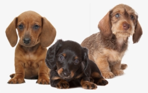 740-2209 Cartersdoxies@att - Dachshund Puppy Png