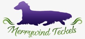 We Have Miniature Longhair Dachshunds In A Variety - Companion Dog