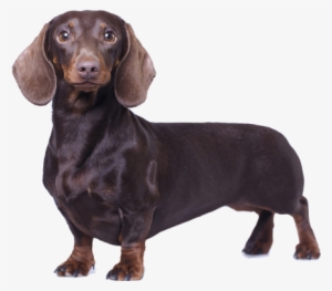 Despite Their Primary Reputation As Household Dogs, - Dog