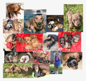 We Love And Breed Akc Registered Mini Dachshunds Here - Miniature Dachshund
