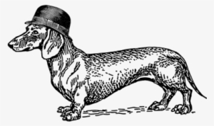 Dackel Mit Hut1 378×378 Pixel - Dachshund Dog Drawing Png