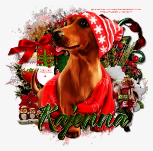 Snow Dachshund - Dog