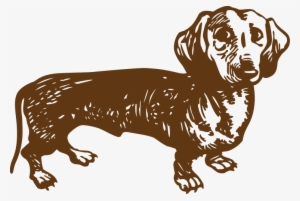 Dachshund-converted - Dachshund