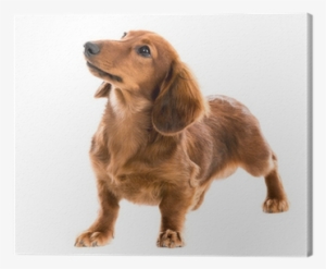 Karlie Flamingo Doble Clicker Con Instrucciones Naranja