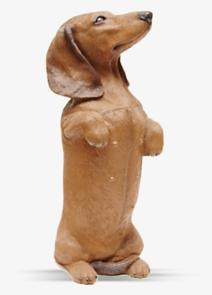 Dachshund, Red - Dachshund