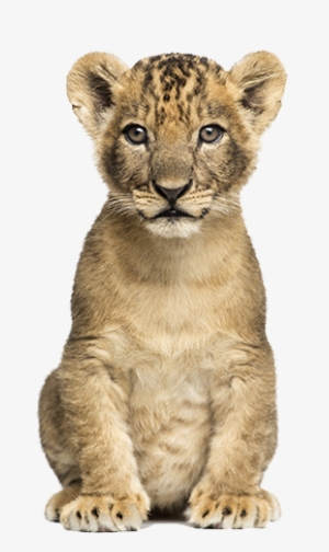 Lioncub Nala - Cb Editing Png Animal