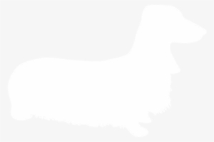 Our Boys - Companion Dog