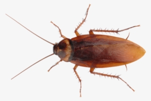Cockroach Png Image Free Download