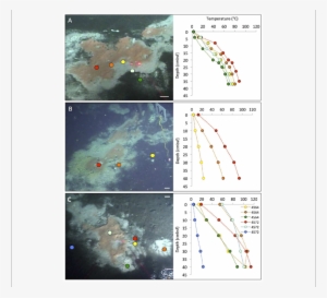 Typical " Fried Egg " Microbial Mats - Beggiatoa