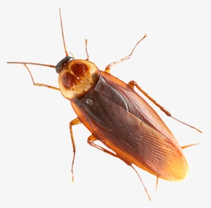 Roach Png - American Cockroach Transparent Background