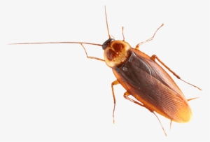 Brown Cockroach - Таракан Png