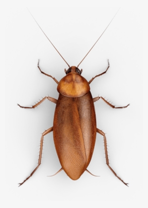 Roach Png - Cockroach No Background