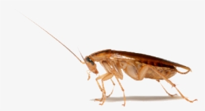 Cockroach - Metamorphosis By Kafka Franz