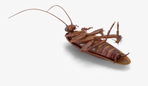 Cockroach Png No Background - Cockroach