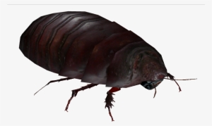 Giant Burrowing Cockroach 2 - Giant Burrowing Cockroach