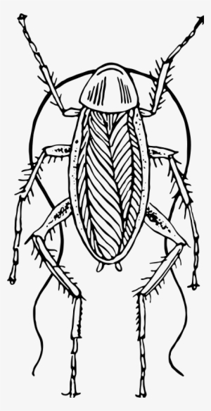 Cockroach - Black And White Cockroach Png