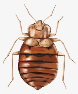 Image Result For Bed Bug Illustration - Bed Bugs